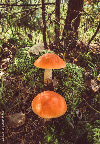 Two big mushrooms aspen forest in autumn. Forest mushrooms picking season. Leccinum aurantiacum. Red-capped scaber stalk. Edible boletes. Mushrooms picking in the forest. A big beautiful mushroom with