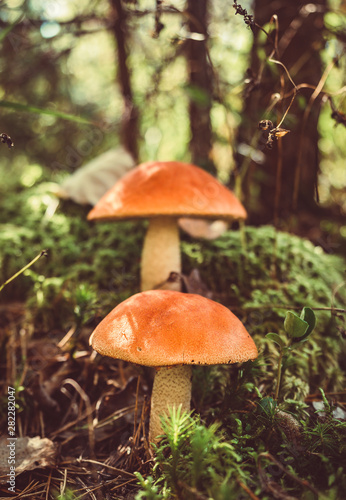 Two big mushrooms aspen forest in autumn. Forest mushrooms picking season. Leccinum aurantiacum. Red-capped scaber stalk. Edible boletes. Mushrooms picking in the forest. A big beautiful mushroom with