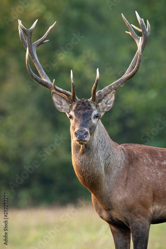 Close-up of red deer, cervus elaphus, stag head with antlers standing in autumn standing on a green meadow. Front view portrait of wild male mammal deer backlit at sunset.