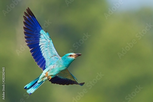 Photography European roller, Coracias garrulus, flying with green background with selective focus