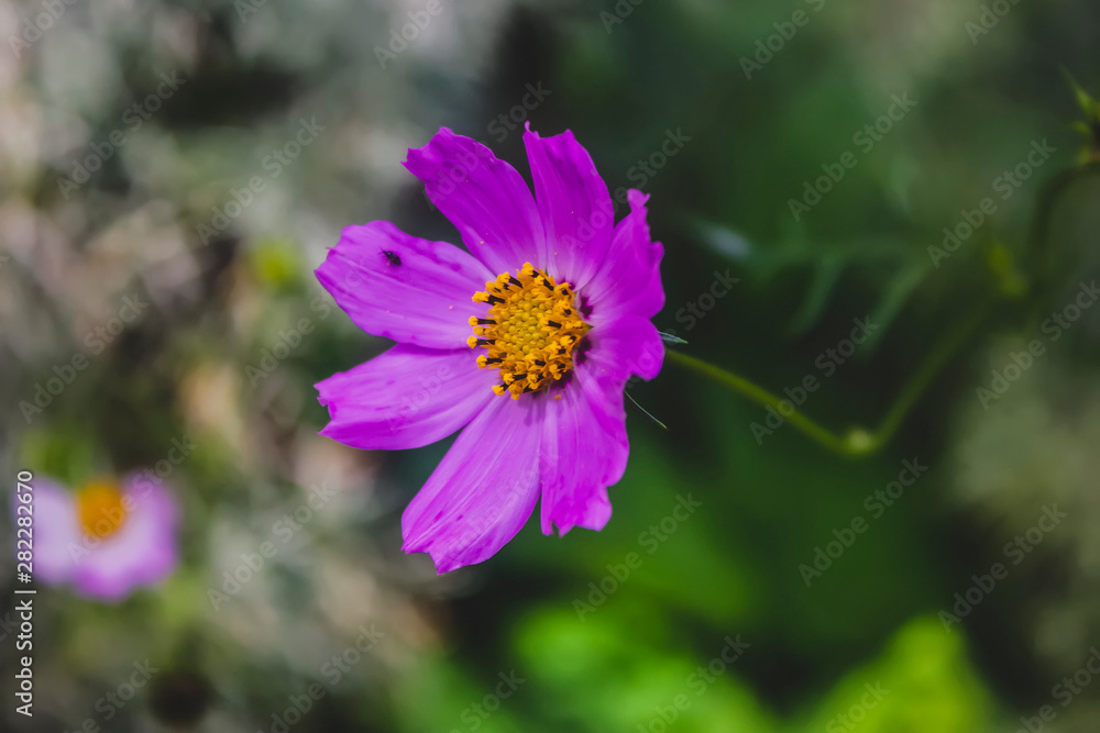 Close-up of pink cosmos flower with blur background. Soft abstract image of vivid cosmos flowers. Close-up of pink cosmos flower with blur background. Soft abstract image of vivid cosmos flowers.