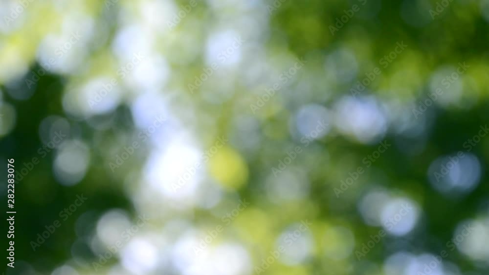 summer green foliage of trees in blur summer green foliage of trees in blur