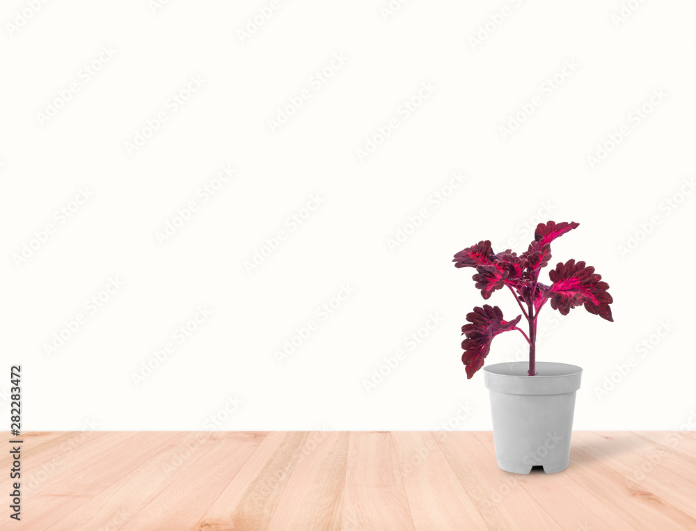 Houseplant coleus in flowerpot isolated on white background Houseplant coleus in flowerpot isolated on white background