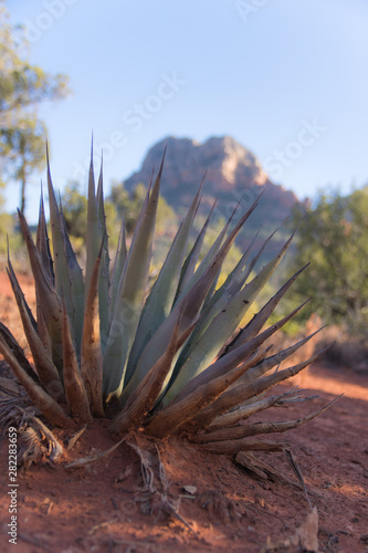 agave cactus silhouette landscape in Sonoran desert near phoenix at sunset , red rock , national park sedona 