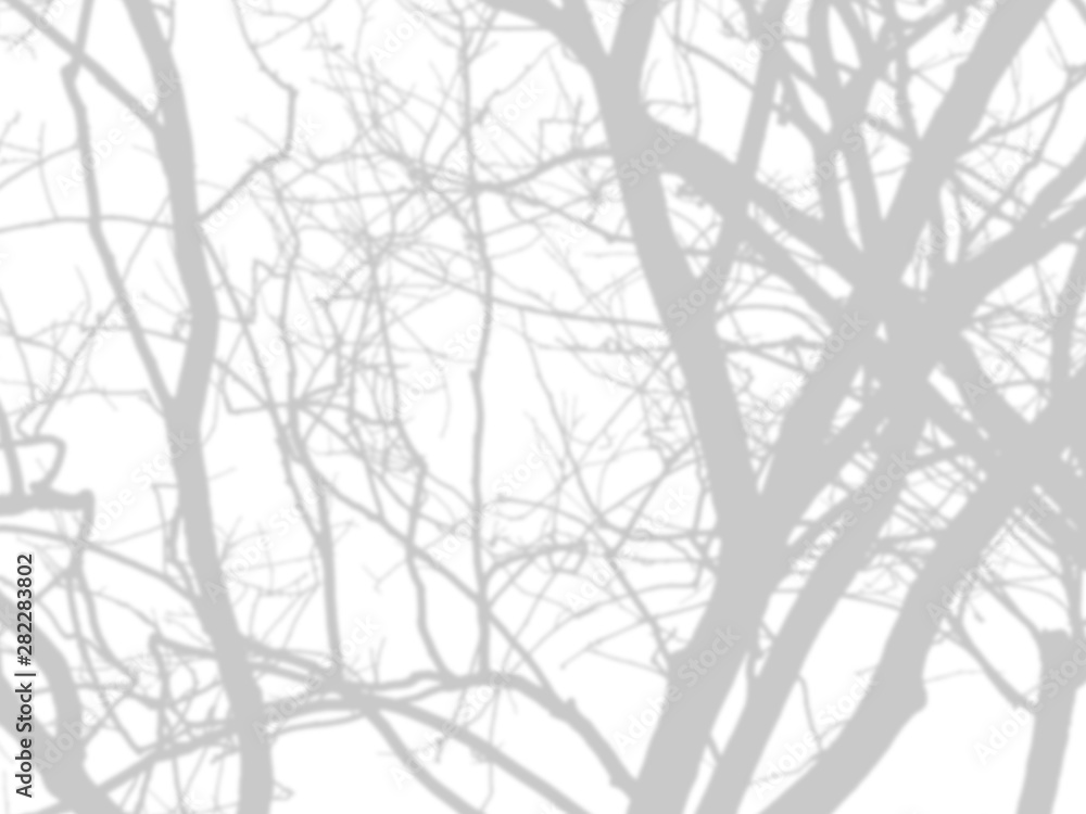 shadow of the tree branches that no leaves on white wall shadow of the tree branches that no leaves on white wall