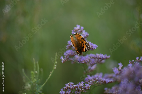 Beautiful butterfly Vanessa cardui resting on a Limoniu vulgare Mill flowers. photo