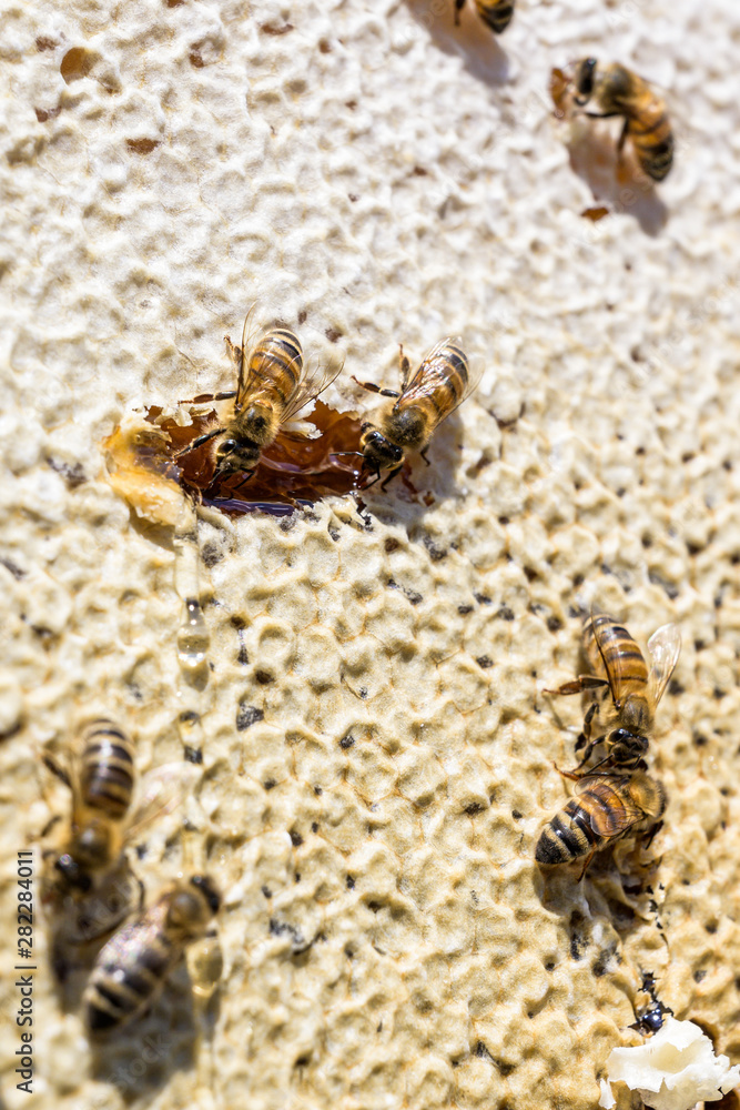 closeup of bees on honeycomb in apiary Honey bee selective focus closeup of bees on honeycomb in apiary Honey bee selective focus