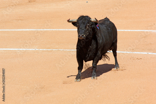 taureau de combat