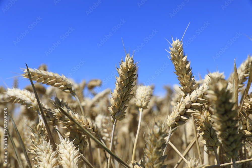 Fototapeta premium weizen