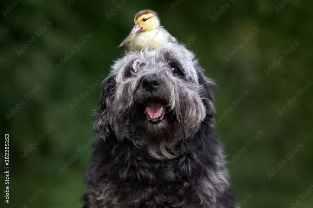 happy mixed breed dog portrait with a duckling on her head