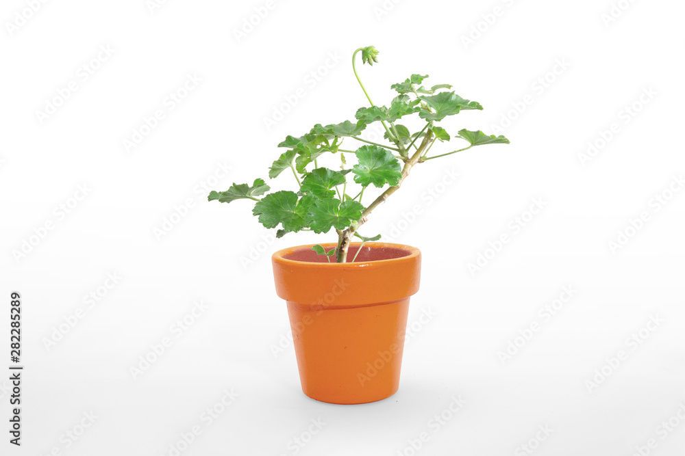 Beautiful Geranium houseplant in flower pot. Isolated on color background