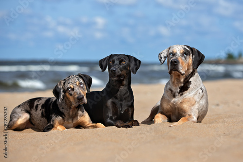 three beautiful dogs lying down on the beach together