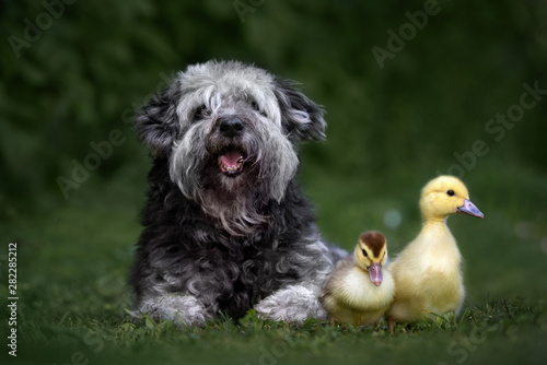 adorable mixed breed dog portrait with ducklings outdoors