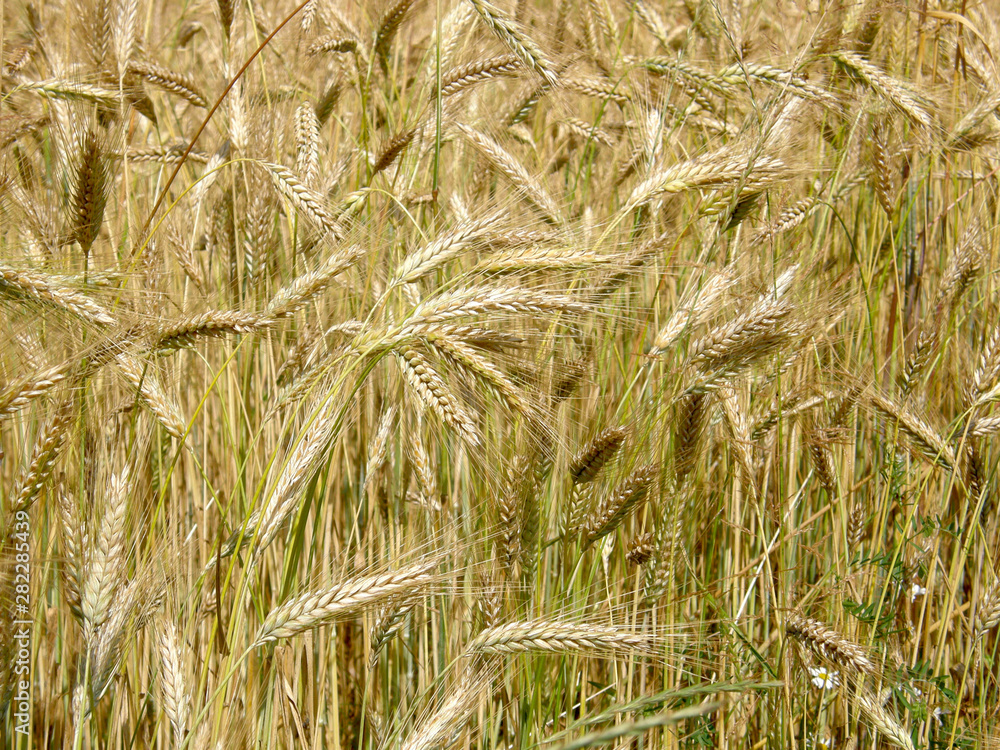 Fototapeta premium dojrzewające kłosy zboża
