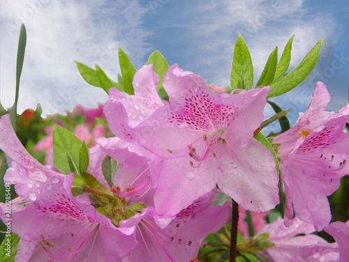 różowy rododendron na tle błękitnego nieba