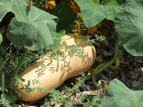 Photos Butternut Squash Grows in Business Garden