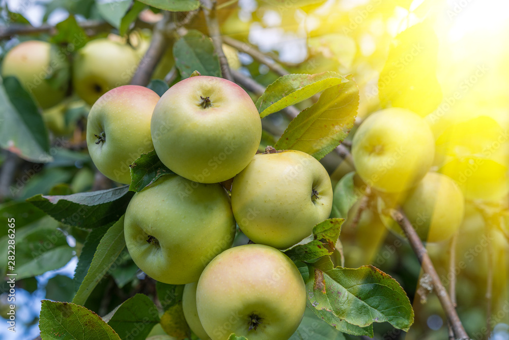 Yellow apples on apple tree branch. Organic natural apples on a branch in sunlight Yellow apples on apple tree branch. Organic natural apples on a branch in sunlight