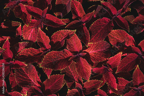 Tableau sur toile Coleus forskohlii leaves.