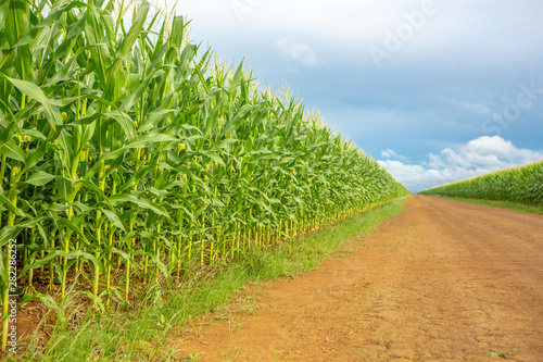 Beautiful view of Cornfield and dirt road in clear summer day. Agriculture, harvest and farm concept. Genetically modified and transgenic corn for export, produced in Mato Grosso, Brazil.