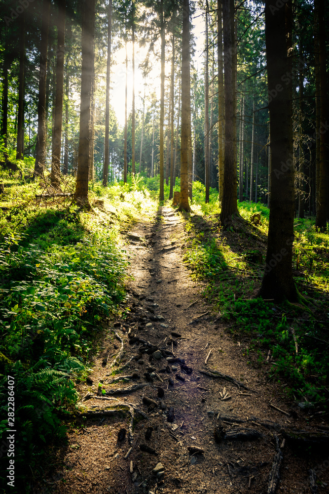 Fototapeta premium sun rays shining through the dark forest