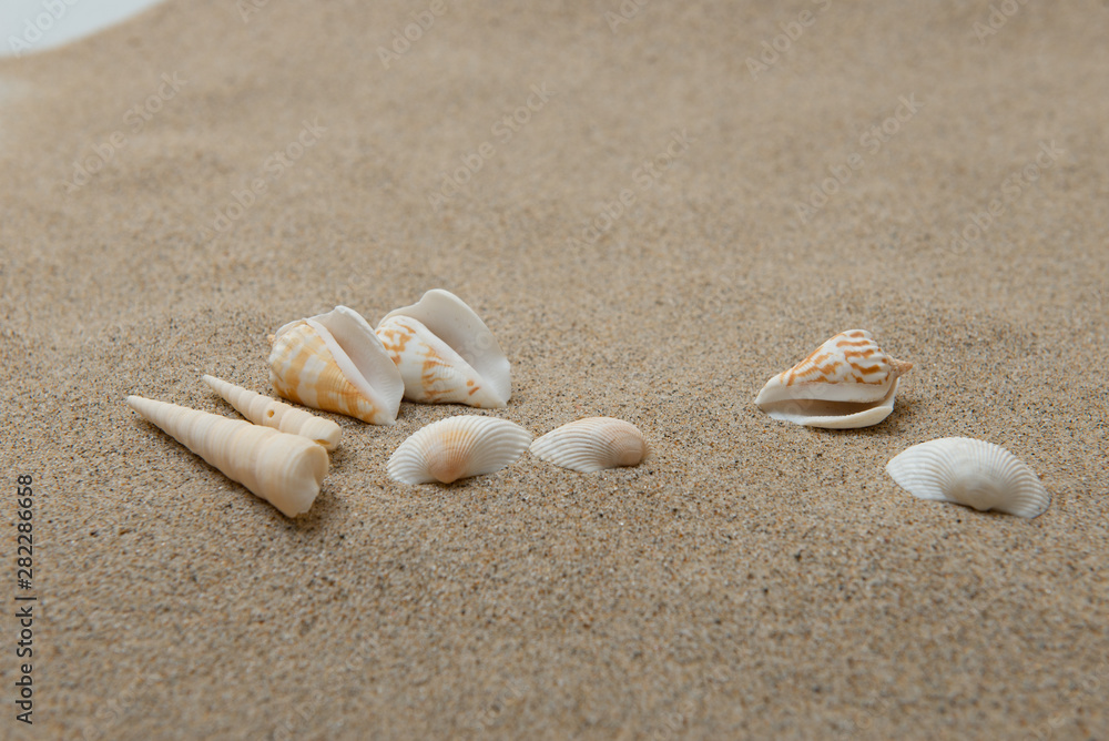 砂浜と貝殻