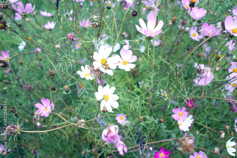 White and purple wildflowers on a summer day White and purple wildflowers on a summer day