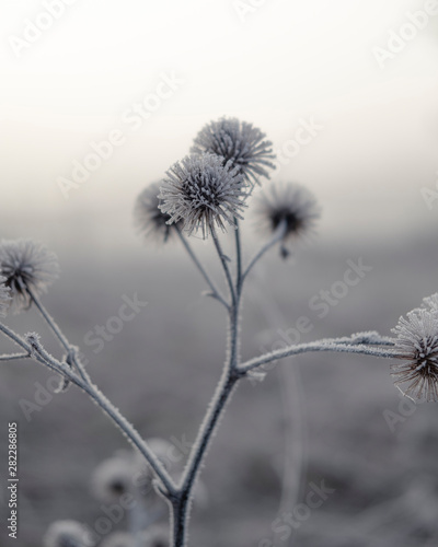 Seed heads with frost