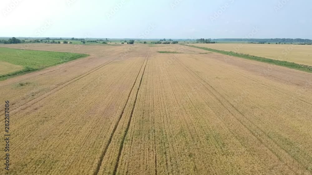 Wheat field. Aerial view. Flight above the ripe wheat field. Wheat field. Aerial view. Flight above the ripe wheat field.
