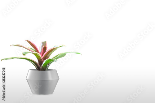 Bromeliad isolated on white background.