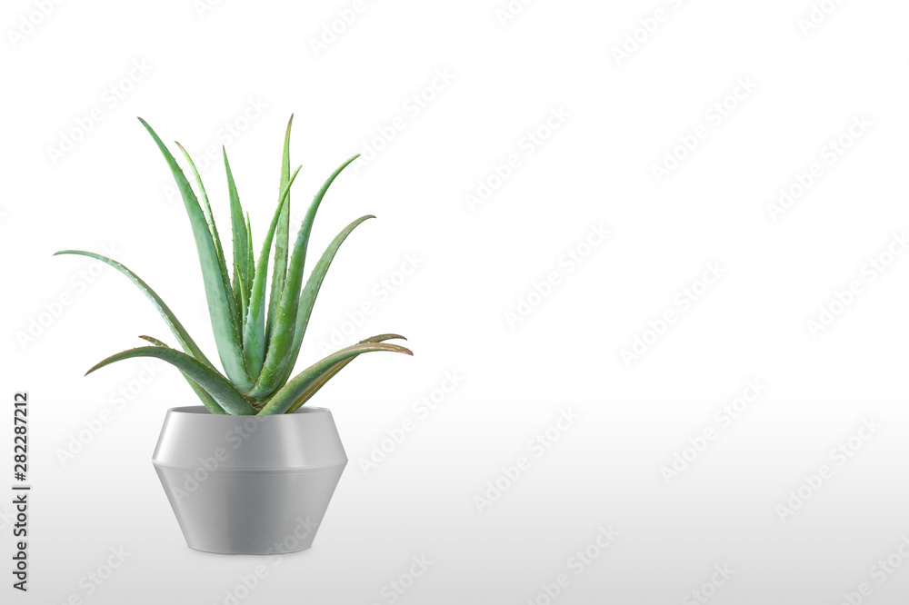 Juniperus Chinensis vase isolated on white. Juniperus Chinensis vase isolated on white.