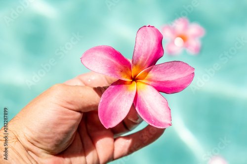 Wallpaper Mural mans hand holds frangipani flower floating in clear blue water, with copy space. Torontodigital.ca