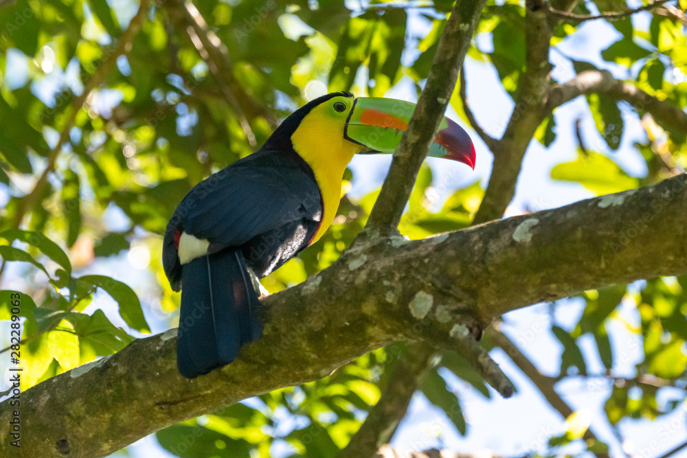 Keel-billed Toucan - Ramphastos sulfuratus, large colorful toucan from Costa Rica forest with very colored beak. Keel-billed Toucan - Ramphastos sulfuratus, large colorful toucan from Costa Rica forest with very colored beak.