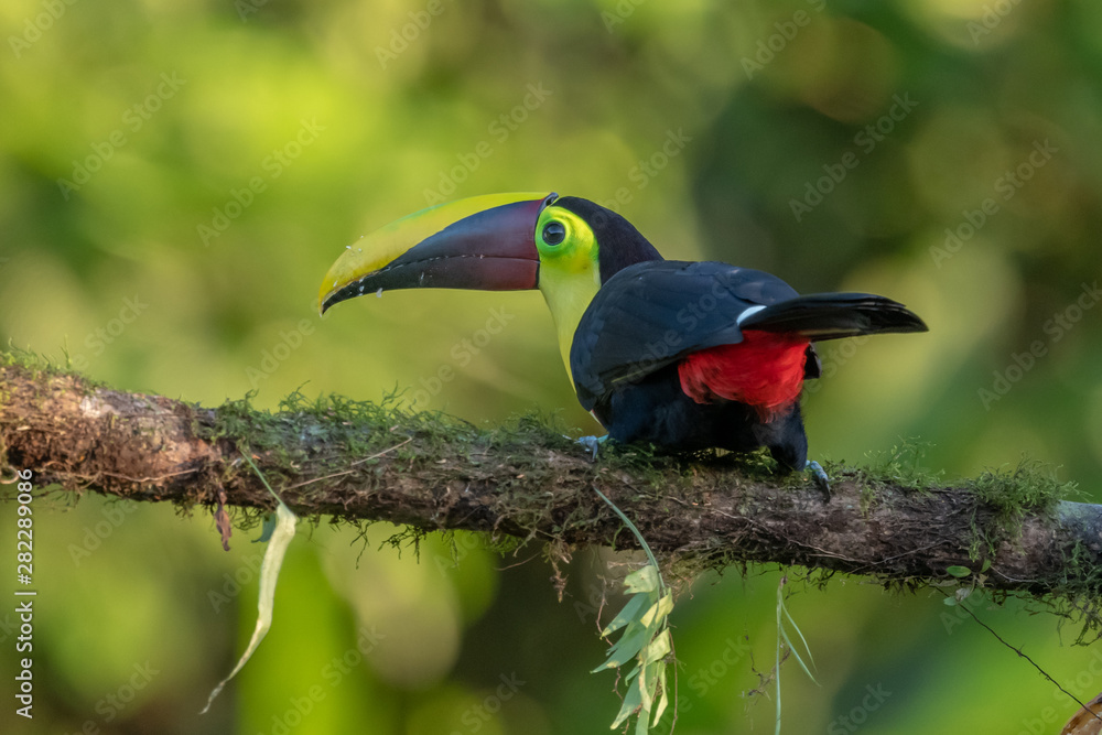 Fototapeta premium Keel-billed Toucan - Ramphastos sulfuratus, large colorful toucan from Costa Rica forest with very colored beak.