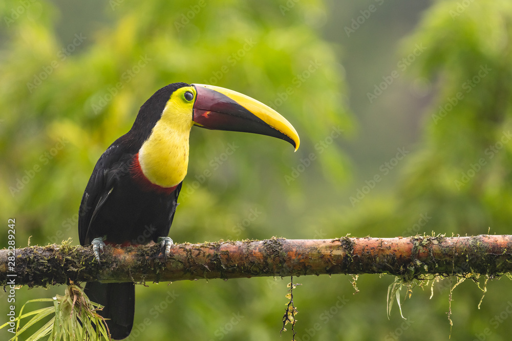 Keel-billed Toucan - Ramphastos sulfuratus, large colorful toucan from Costa Rica forest with very colored beak.