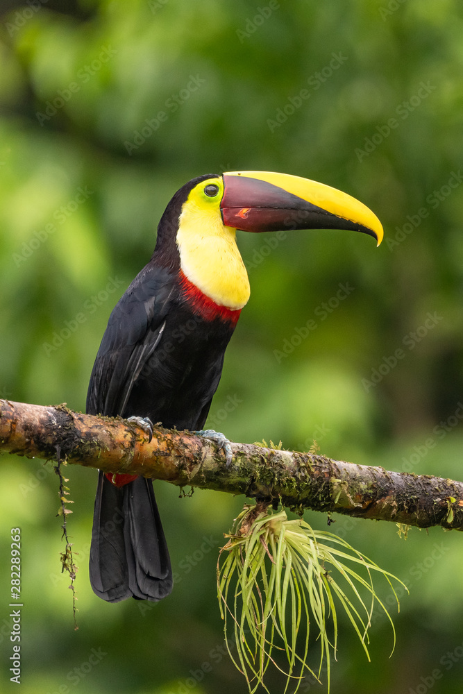 Fototapeta premium Keel-billed Toucan - Ramphastos sulfuratus, large colorful toucan from Costa Rica forest with very colored beak.