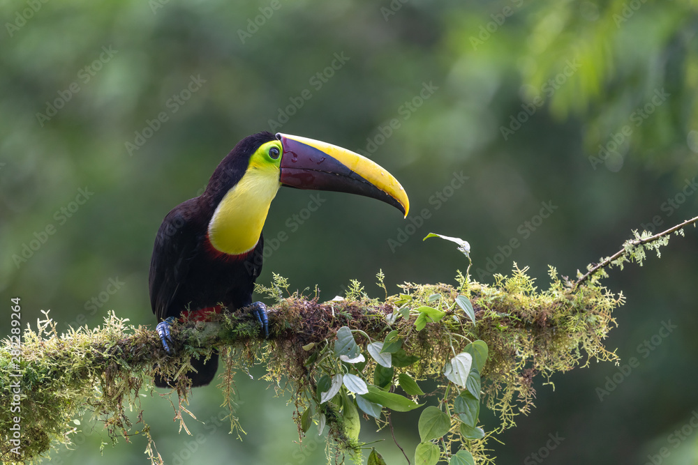 Fototapeta premium Tukan kilimowy - Ramphastos sulfuratus, duży kolorowy tukan pochodzący z lasów Kostaryki z bardzo kolorowym dziobem.