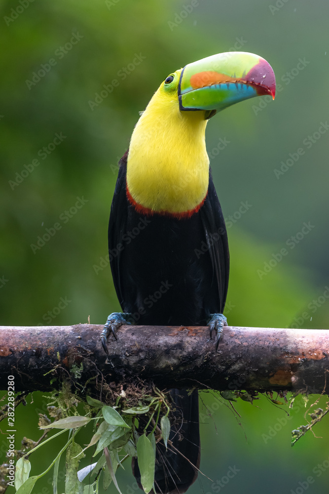Keel-billed Toucan - Ramphastos sulfuratus, large colorful toucan from Costa Rica forest with very colored beak. Keel-billed Toucan - Ramphastos sulfuratus, large colorful toucan from Costa Rica forest with very colored beak.