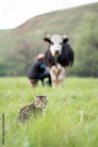 A woman milks a black and white cow with her hands in a field and a gray spotted cat waits for milk