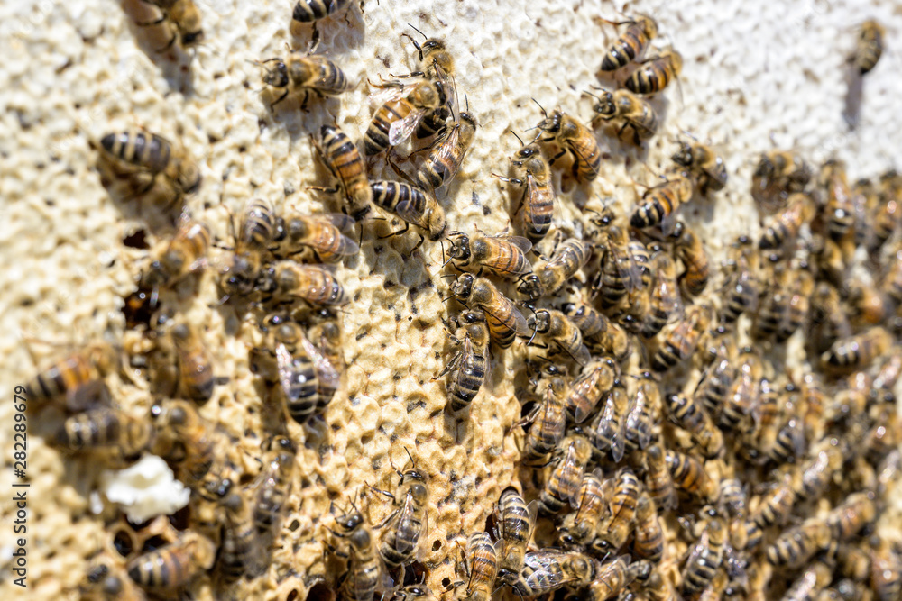 closeup of bees on honeycomb in apiary Honey bee selective focus closeup of bees on honeycomb in apiary Honey bee selective focus