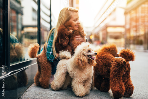 Photography Beautiful middle age blonde female dog walker, enjoys walking with adorable miniature poodles in city street