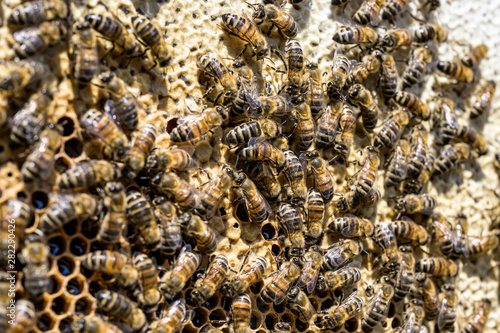 closeup of bees on honeycomb in apiary Honey bee selective focus