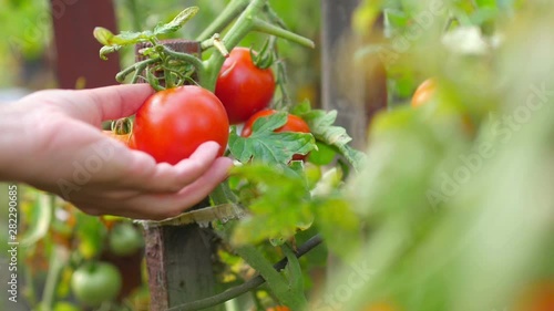 Harvesting. Female hand picks ripe tomatoes from a bush, gardening