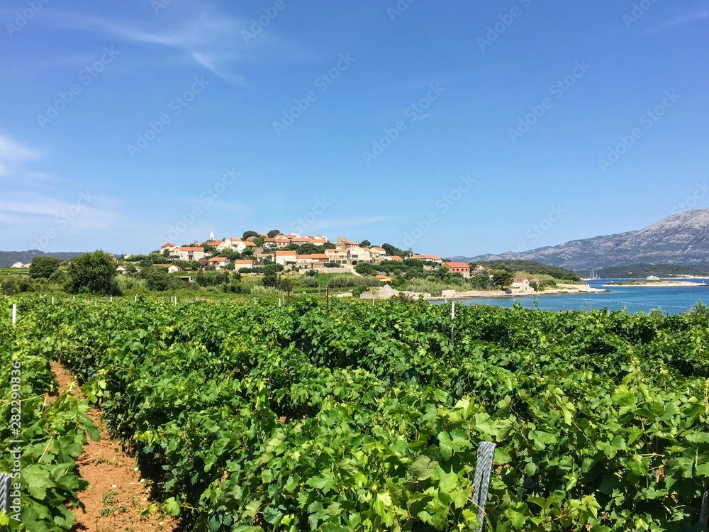 A view of a sprawling wine vineyard growing the local grk grapes with the small town of Lumbarda and the adriatic sea in the background, on Korcula island in Croatia.