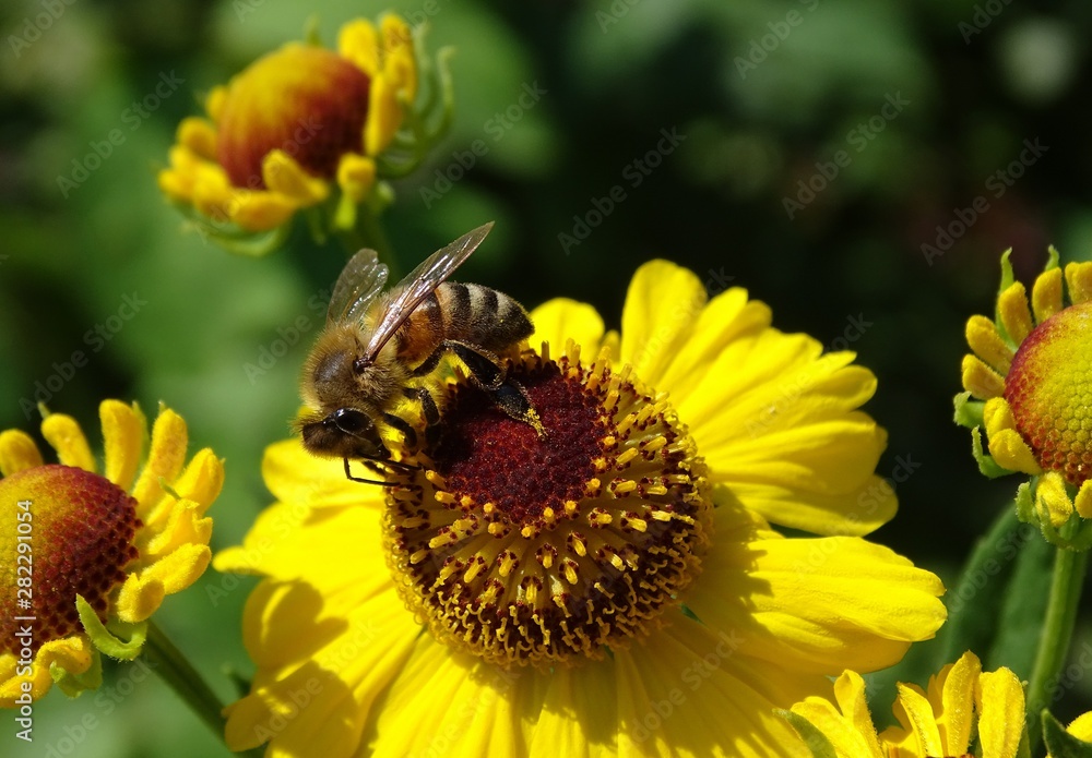 Biene auf einer Sonnenbraut Blume Biene auf einer Sonnenbraut Blume
