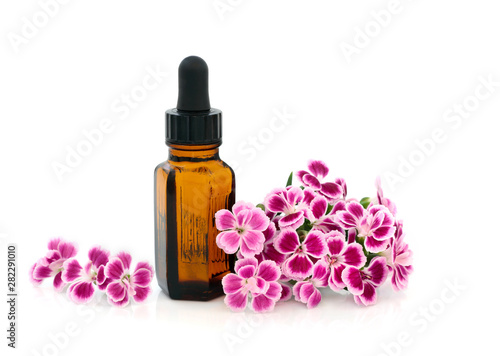 Dainthus flowers used in alternative & chinese herbal medicine with essential oil bottle on white. Chinensis. Qu mai. Used to treat cystitis, as a diuretic & stimulates uterine contractions.