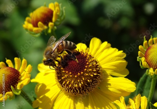 Biene auf einer Sonnenbraut Blume