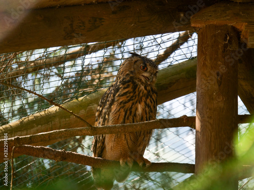 Owls at in the Tyrol Alps mountains in Austria, at the ferleiten Park photo