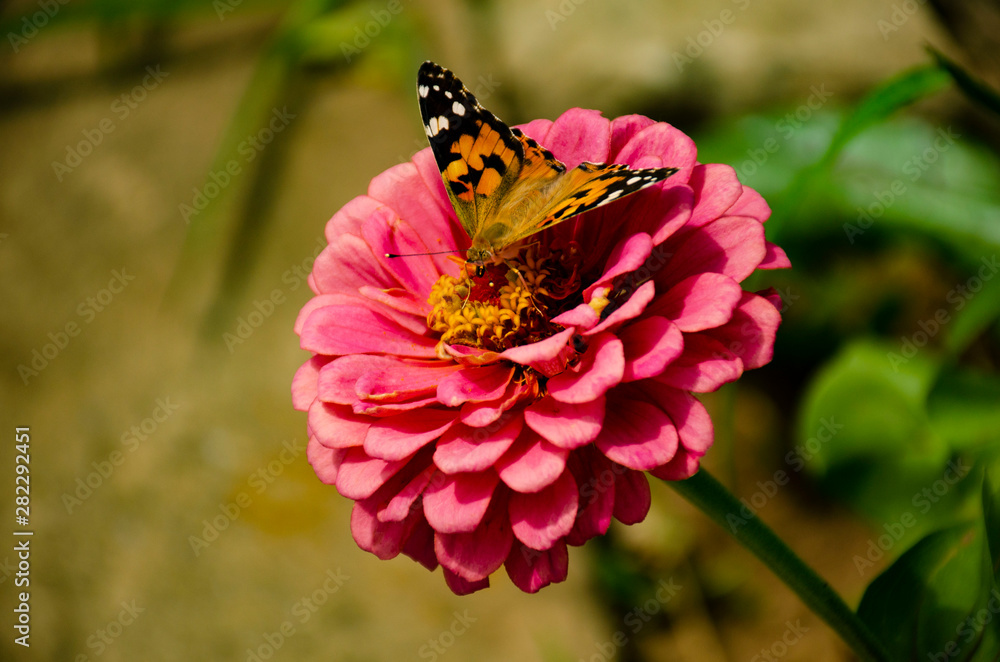 Butterfly Admiral on a Purple Flower Butterfly Admiral on a Purple Flower