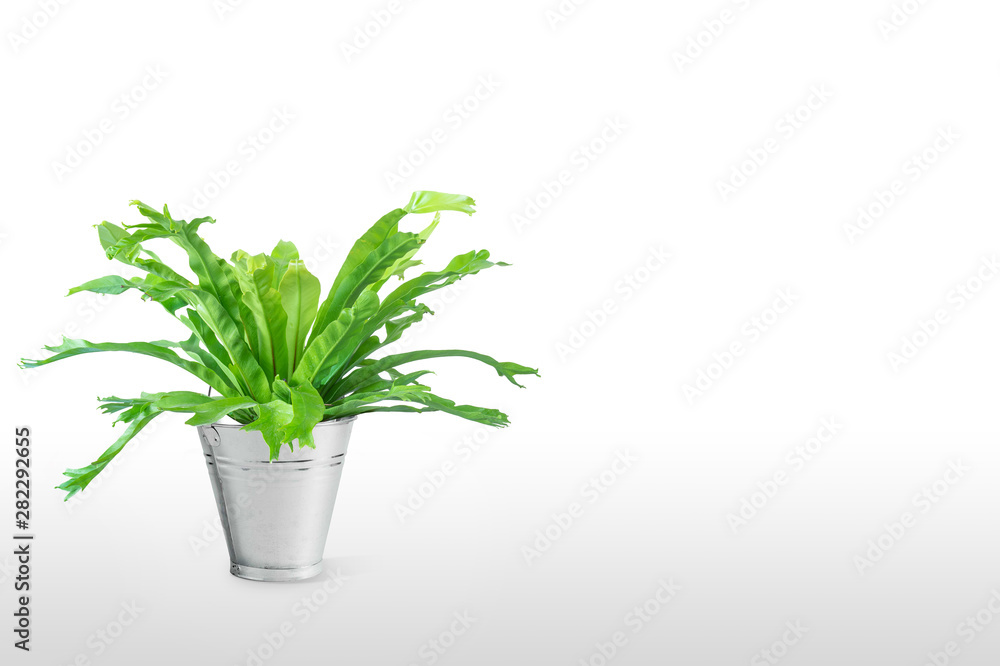 houseplant Asplenium nidus in white flowerpot houseplant Asplenium nidus in white flowerpot