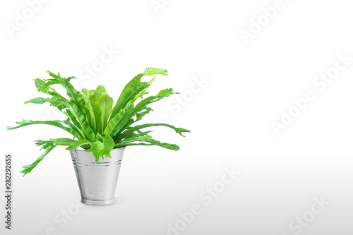 houseplant Asplenium nidus in white flowerpot